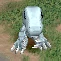 SnowAgumon, Rookie, in the game