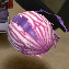 Yuramon (Orchid), Fresh, in the game